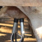 Hoe automatisering bijdraagt aan gezondere veestapels